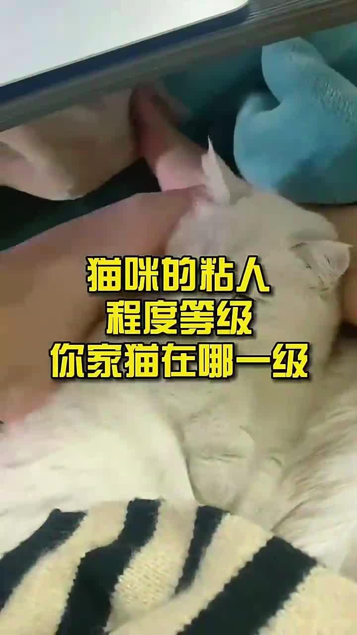 龍貓和貓哪個更粘人？|貓咪粘人程度大揭秘,你家貓是幾級