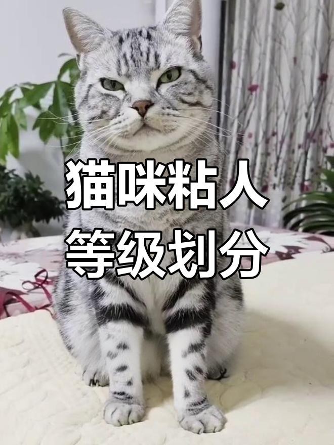 龍貓和貓哪個更粘人？|貓咪粘人程度大揭秘,你家貓是幾級