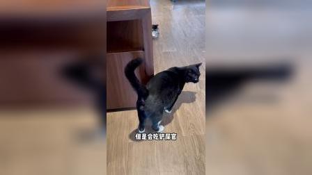 龍貓和貓哪個更粘人？|貓咪粘人程度大揭秘,你家貓是幾級