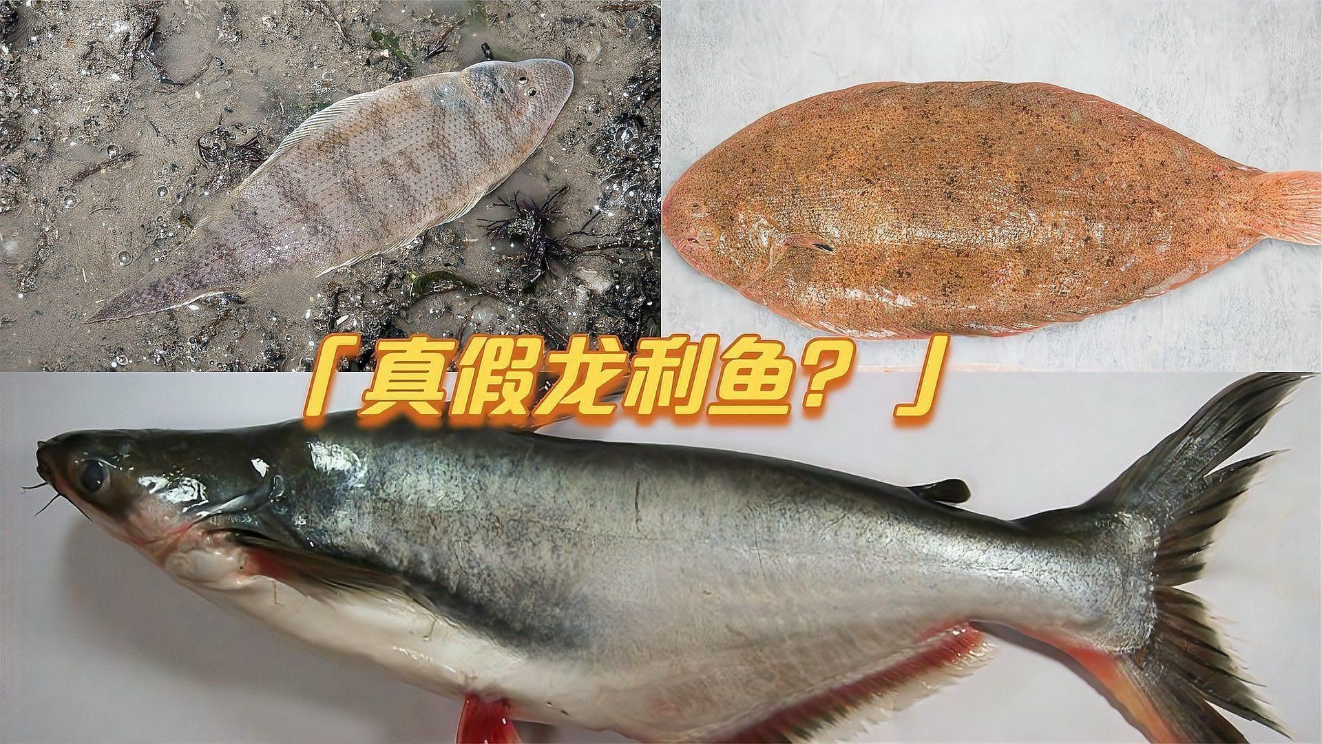 龍利魚和巴沙魚區別|巴沙魚和龍利魚的區別