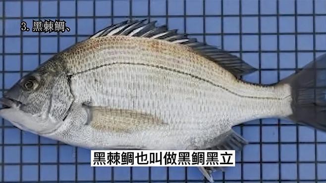 鯛魚(yú)屬于什么檔次的魚(yú)類(lèi)|萌寵才藝展示鯛魚(yú)是什么檔次的魚(yú)復(fù)禾健康盤(pán)點(diǎn)