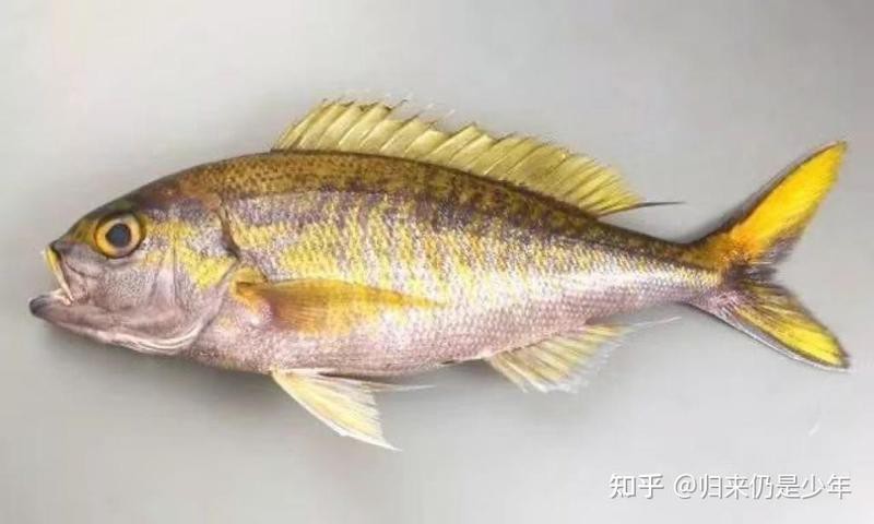 鯛魚(yú)屬于什么檔次的魚(yú)類(lèi)|萌寵才藝展示鯛魚(yú)是什么檔次的魚(yú)復(fù)禾健康盤(pán)點(diǎn)