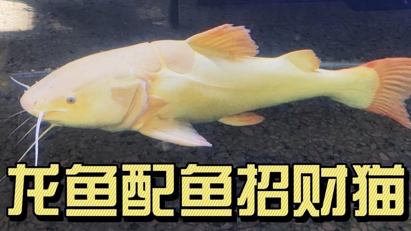 招財(cái)貓魚和龍魚的最佳混養(yǎng)比例|招財(cái)貓魚與龍魚混養(yǎng)需特別注意體型匹配和空間分配