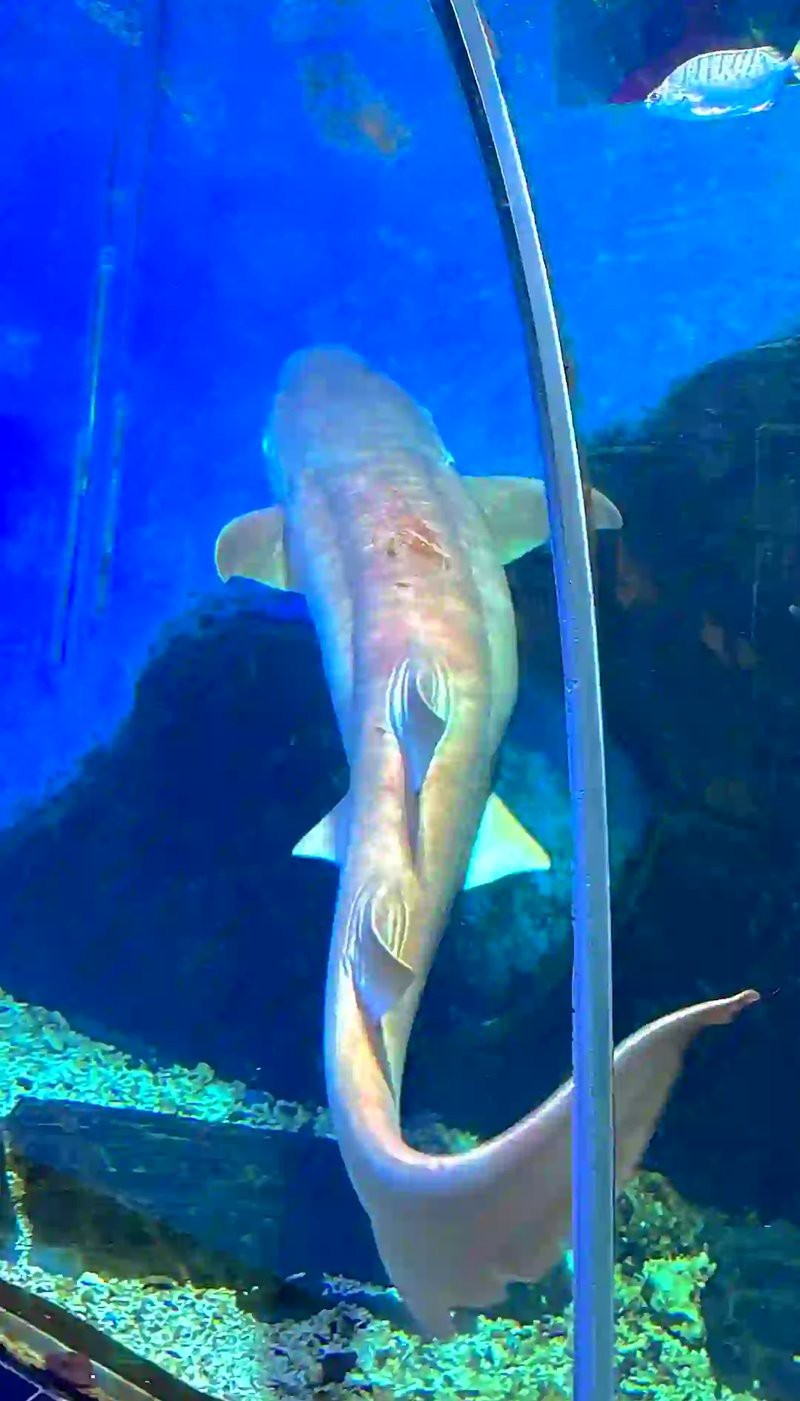 河南蒙古族水族店|河南蒙古族與水族的文化交匯