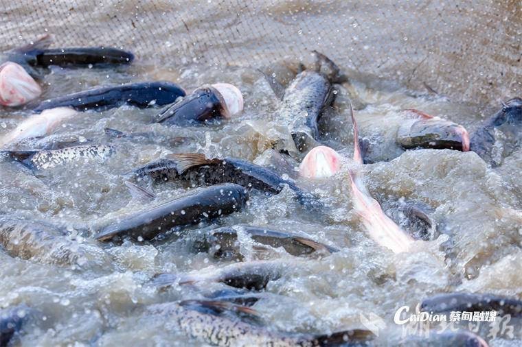 蔡甸龍魚店|如何才能挑選到一只“賽級”精品級的龍魚