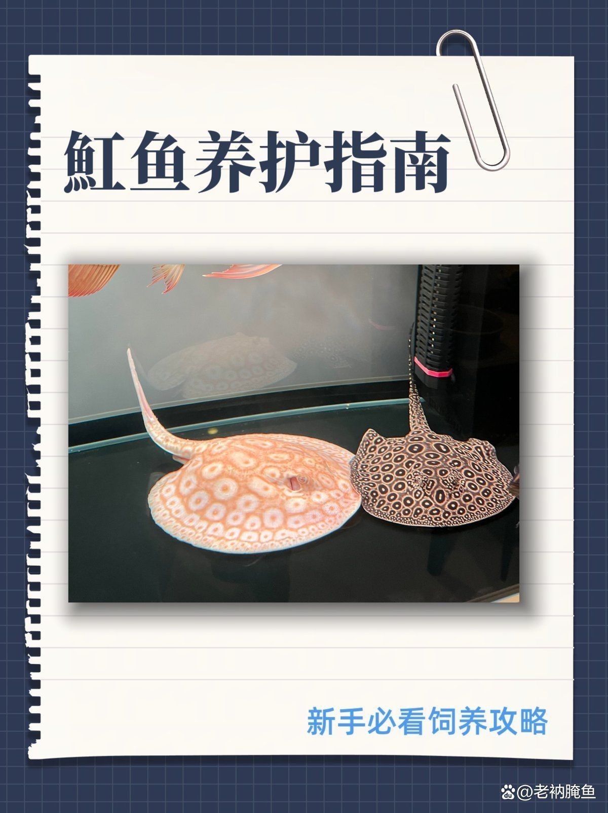 皇冠黑金魟魚最簡單三個步驟|皇冠黑金魟魚飼養三要素精要指南
