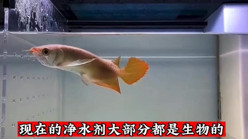 米脂水族店|米脂縣水族店經營情況