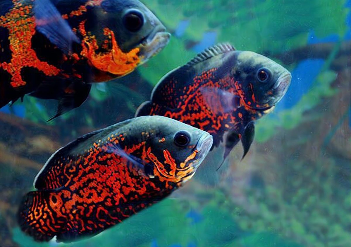 地圖魚壽命能活幾年|地圖魚的壽命受多種因素影響在理想條件下可達10年左右