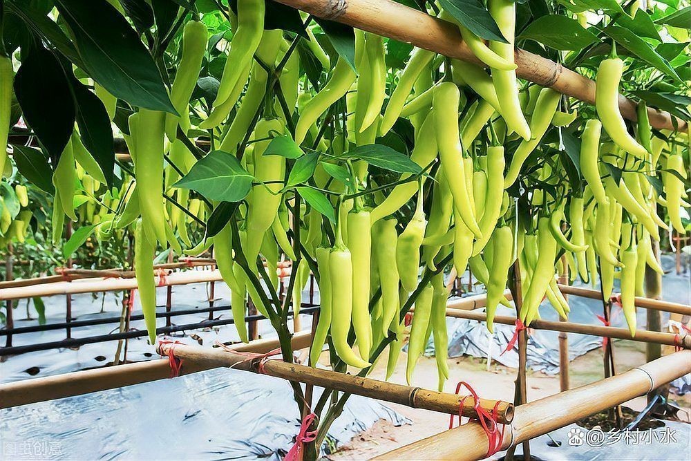 辣椒整枝打杈方法|老張侃三農，辣椒整枝打杈，要牢記8點，不然有花也坐不住果