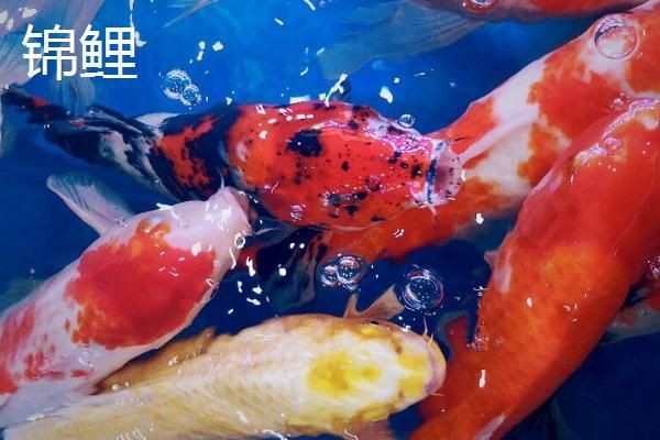龍鳳錦鯉和普通錦鯉的區別|龍鳳錦鯉與普通錦鯉的主要區別體現在以下方面：01:50