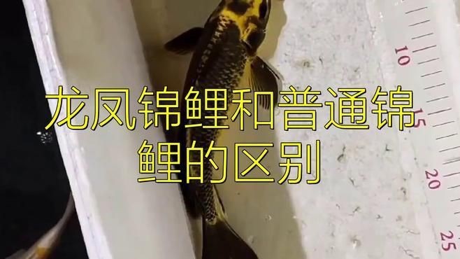 龍鳳錦鯉和普通錦鯉的區別|龍鳳錦鯉與普通錦鯉的主要區別體現在以下方面：01:50