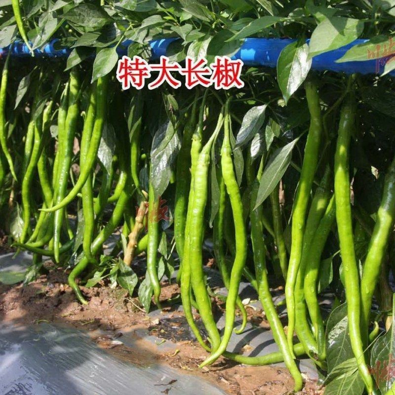 綠色辣椒品種一覽表|綠色辣椒品種分類