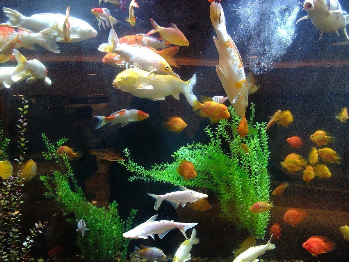 紅眼招財魚為何不建議養|為什么不建議養紅眼招財魚