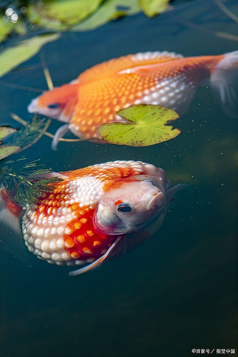 紅眼招財魚為何不建議養|為什么不建議養紅眼招財魚