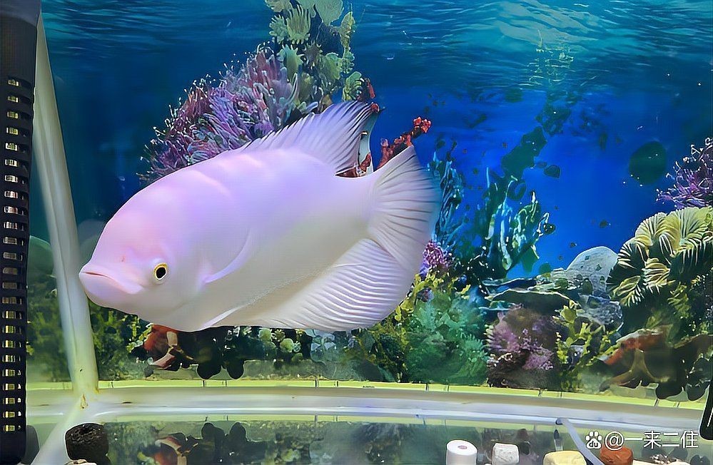 紅眼招財魚為何不建議養|為什么不建議養紅眼招財魚