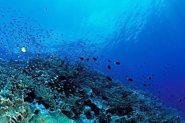 龍魚白點病多久能治好？|智能模式回答完成調用工具：百度健康
