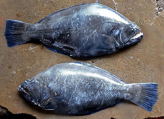 青島魚圖片大全大圖|青島海洋文明史