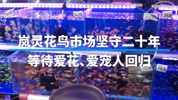 靈石水族店|山西省晉中市靈石縣翠峰鎮海洋水族門市部怎么樣
