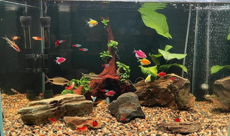 隆陽水族店|隆陽區麗新水族館有哪些特色品種品種品種品種品種