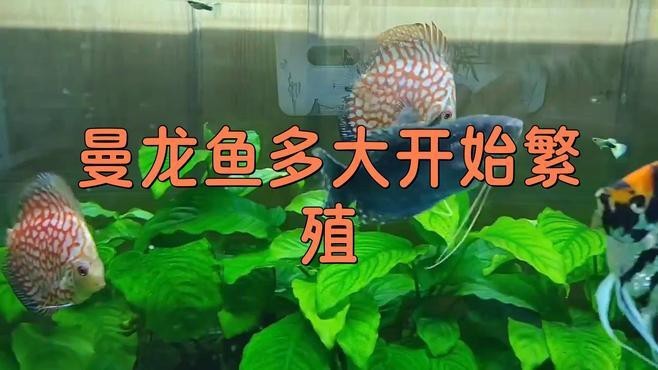 曼龍魚繁殖需要注意什么？|曼龍魚怎么繁殖，曼龍魚繁殖全過程揭秘