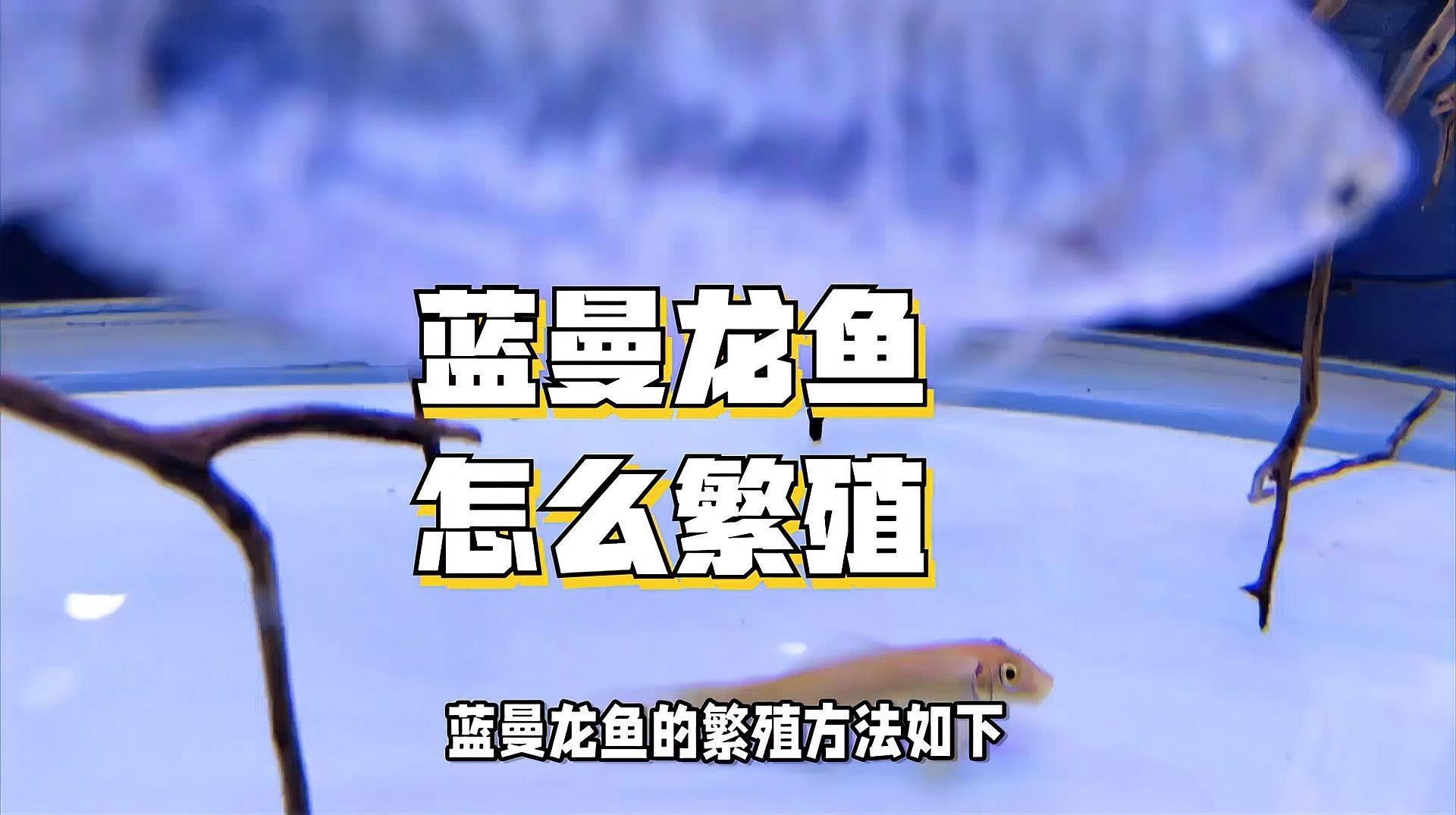 曼龍魚繁殖需要注意什么？|曼龍魚怎么繁殖，曼龍魚繁殖全過程揭秘