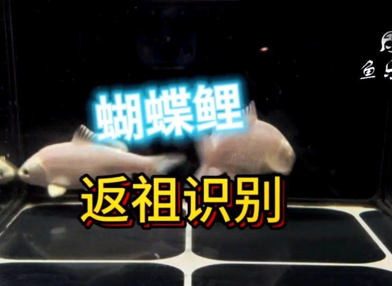 蝴蝶鯉反祖魚是啥樣的|揭秘蝴蝶鯉的返祖現象