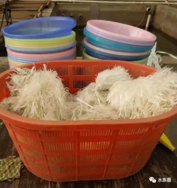 金龍魚多大就不爬背了|金龍魚的生長特征和爬背規律 金龍魚多大就不爬背了|金龍魚的生長特征和爬背規律 龍魚論壇 第2張