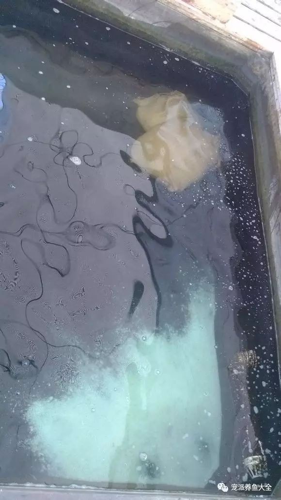 魚(yú)趴缸底最簡(jiǎn)單三個(gè)藥|最簡(jiǎn)單有效的三種藥物及綜合治療方案