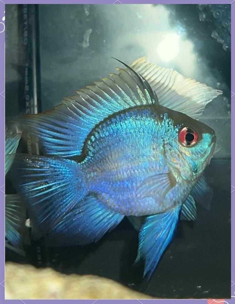 荷蘭鳳凰適合家庭養嗎|荷蘭鳳凰魚屬于南美短鯛魚，顏值高但不是很好養 荷蘭鳳凰適合家庭養嗎|荷蘭鳳凰魚屬于南美短鯛魚，顏值高但不是很好養 龍魚論壇 第1張