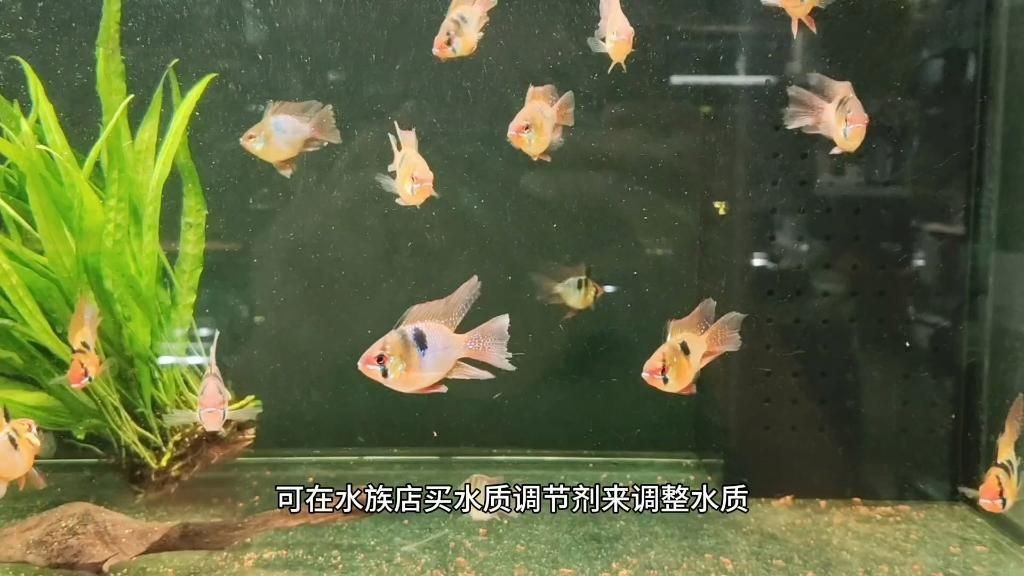 荷蘭鳳凰適合家庭養嗎|荷蘭鳳凰魚屬于南美短鯛魚，顏值高但不是很好養 荷蘭鳳凰適合家庭養嗎|荷蘭鳳凰魚屬于南美短鯛魚，顏值高但不是很好養 龍魚論壇 第7張