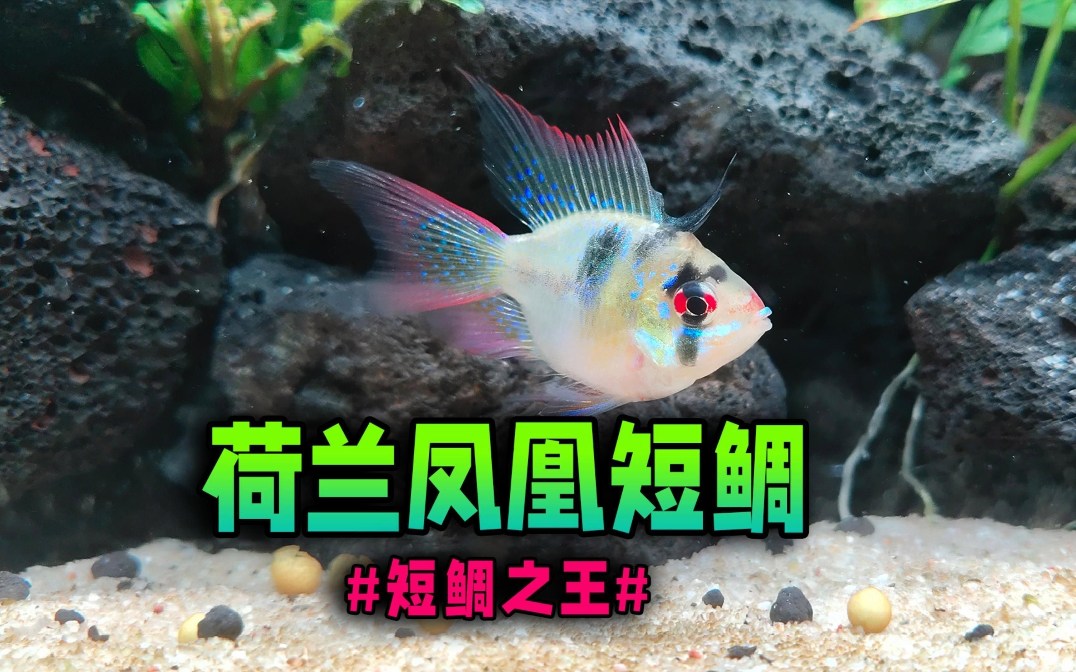荷蘭鳳凰適合家庭養嗎|荷蘭鳳凰魚屬于南美短鯛魚，顏值高但不是很好養 荷蘭鳳凰適合家庭養嗎|荷蘭鳳凰魚屬于南美短鯛魚，顏值高但不是很好養 龍魚論壇 第10張