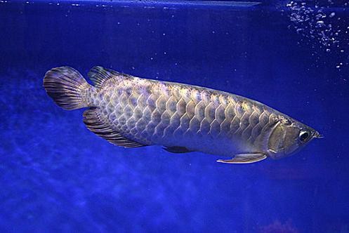 大金龍魚圖片|過背金龍魚價(jià)值與美學(xué)特征主要體現(xiàn)在以下方面