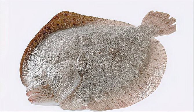 多寶魚為啥叫多寶魚|人們熟悉的“多寶魚”原產(chǎn)于我國(guó)嗎