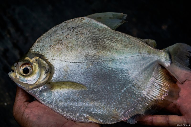 多寶魚為啥叫多寶魚|人們熟悉的“多寶魚”原產(chǎn)于我國(guó)嗎