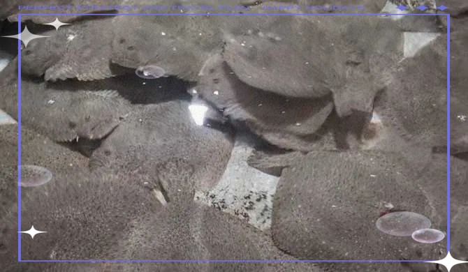 多寶魚為啥叫多寶魚|人們熟悉的“多寶魚”原產(chǎn)于我國(guó)嗎