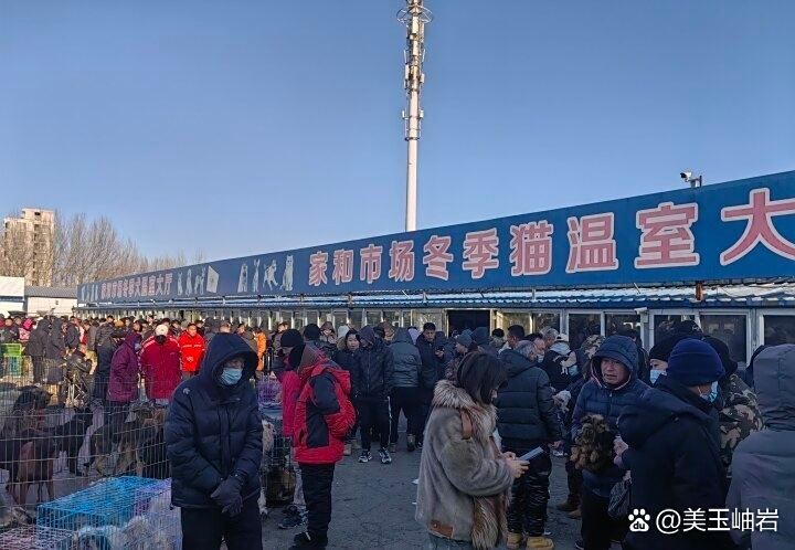 有哪些藥物可以治療龍魚水泡病？（龍魚水泡病治療期間需要禁食嗎，）