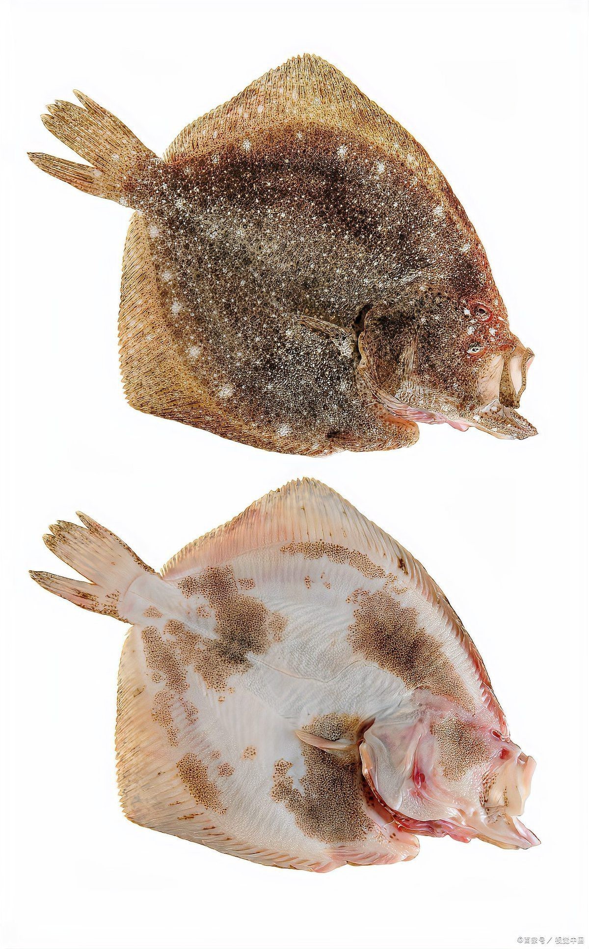 多寶魚屬于淡水魚還是海魚|多寶魚是海魚還是淡水魚 多寶魚屬于淡水魚還是海魚|多寶魚是海魚還是淡水魚 龍魚論壇 第2張