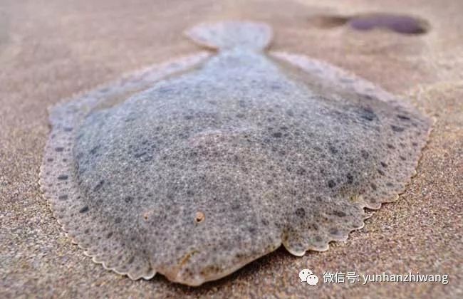 多寶魚屬于淡水魚還是海魚|多寶魚是海魚還是淡水魚 多寶魚屬于淡水魚還是海魚|多寶魚是海魚還是淡水魚 龍魚論壇 第4張