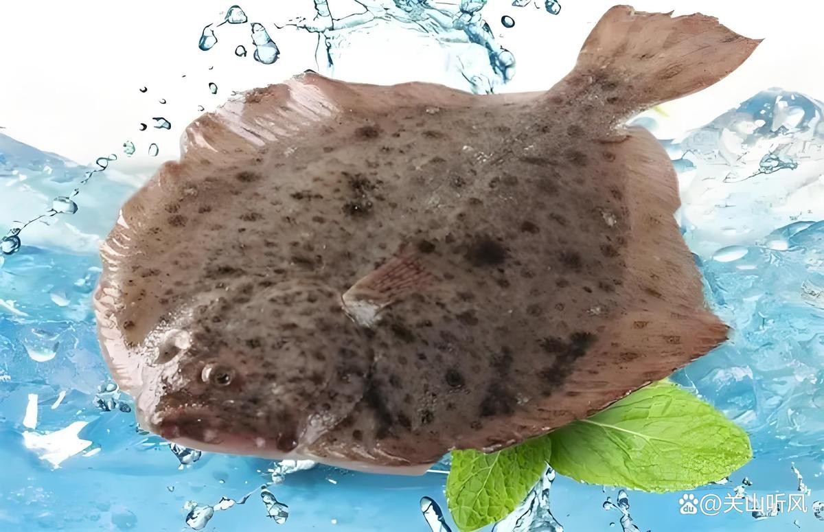 多寶魚屬于淡水魚還是海魚|多寶魚是海魚還是淡水魚 多寶魚屬于淡水魚還是海魚|多寶魚是海魚還是淡水魚 龍魚論壇 第9張