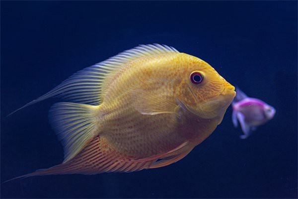 屬龍人家中養魚吉利嗎|關于屬龍人家中養魚的吉兇問題，風水命理領域存在不同觀點