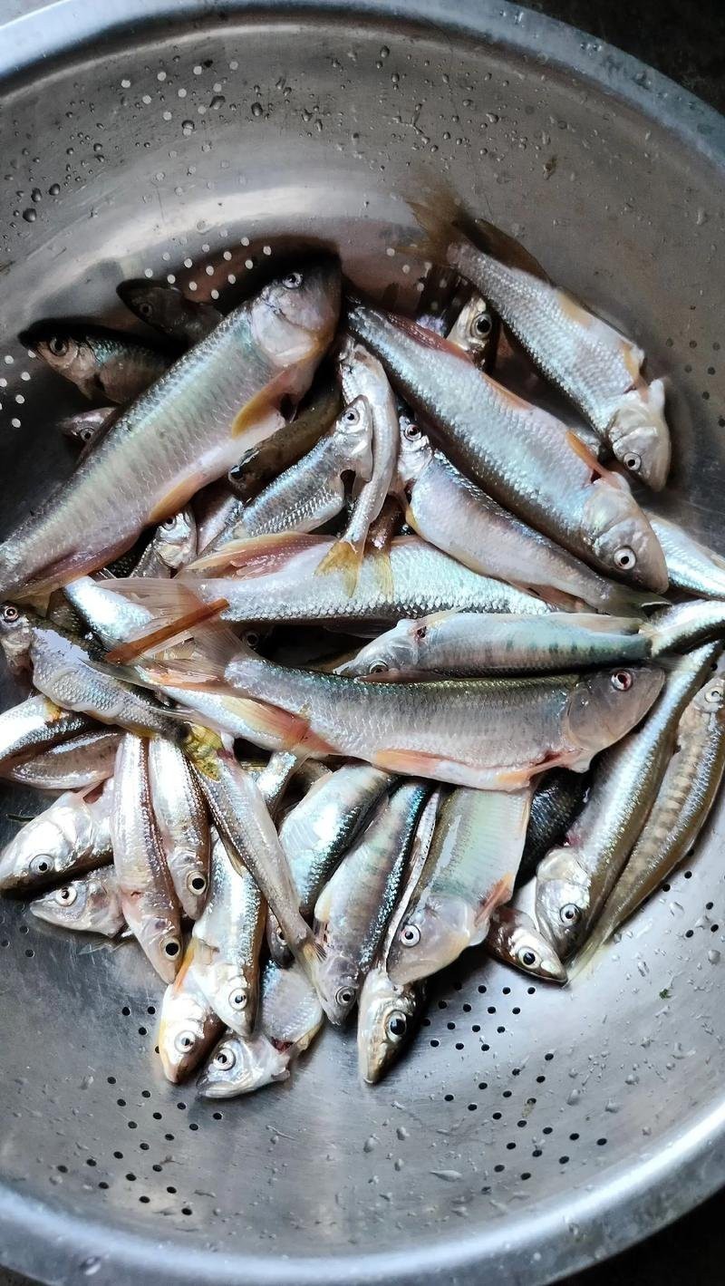 屬龍人家中養魚吉利嗎|關于屬龍人家中養魚的吉兇問題，風水命理領域存在不同觀點