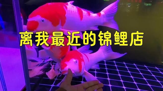 哪里可以購買到優(yōu)質的20公分錦鯉？|購買20公分優(yōu)質錦鯉可通過以下渠道