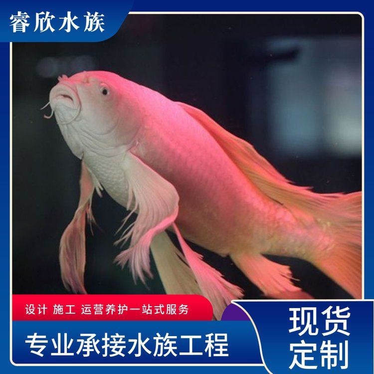 哪里可以購買到優(yōu)質的20公分錦鯉？|購買20公分優(yōu)質錦鯉可通過以下渠道