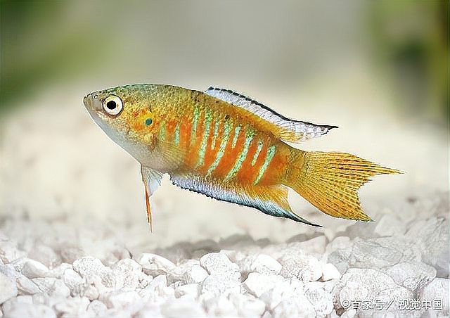 龍魚趴缸是冬眠嗎？|智能模式回答完成調(diào)用工具：龍魚趴缸不屬于冬眠狀態(tài)