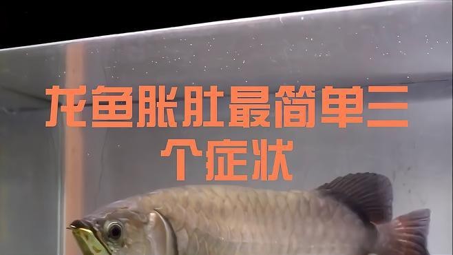 龍魚腹部腫脹會自愈嗎？|智能模式回答完成調用工具：百度健康
