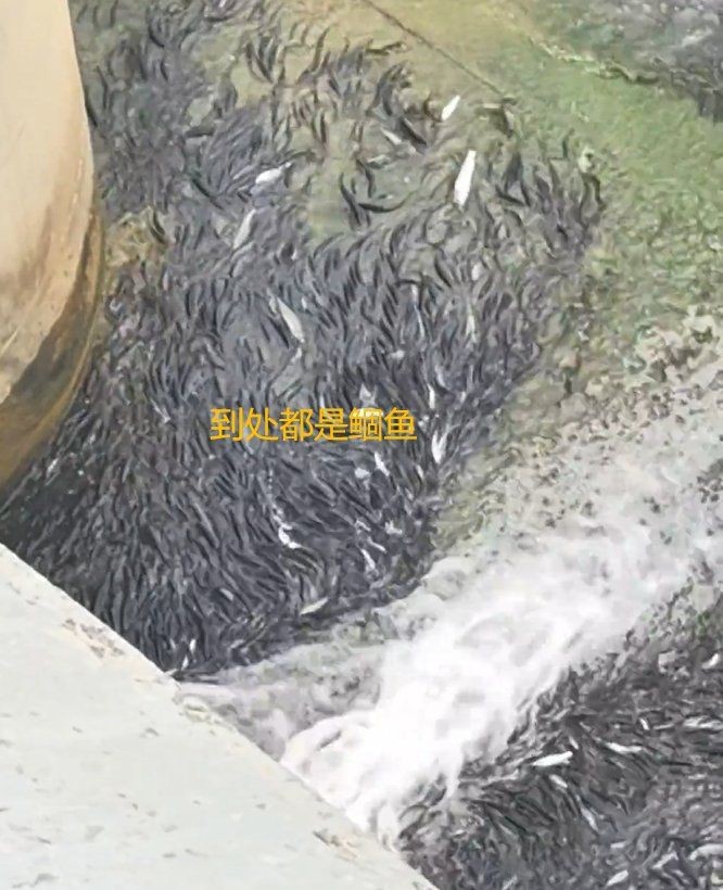 鲴魚為什么那么難吃|鲴魚的烹飪技術