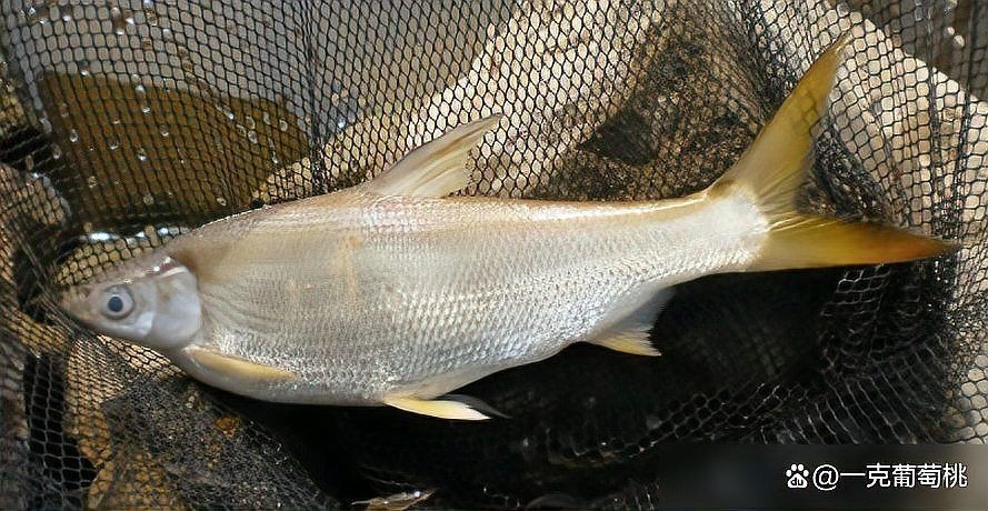 鲴魚為什么那么難吃|鲴魚的烹飪技術