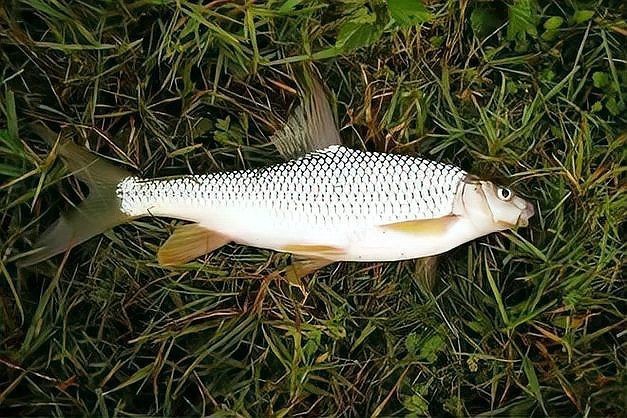 鲴魚為什么那么難吃|鲴魚的烹飪技術