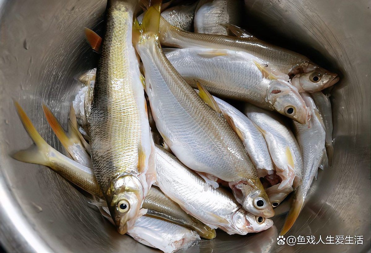 鲴魚為什么那么難吃|鲴魚的烹飪技術