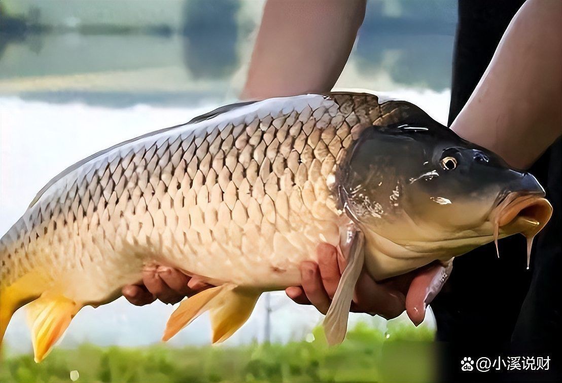 鲴魚為什么那么難吃|鲴魚的烹飪技術